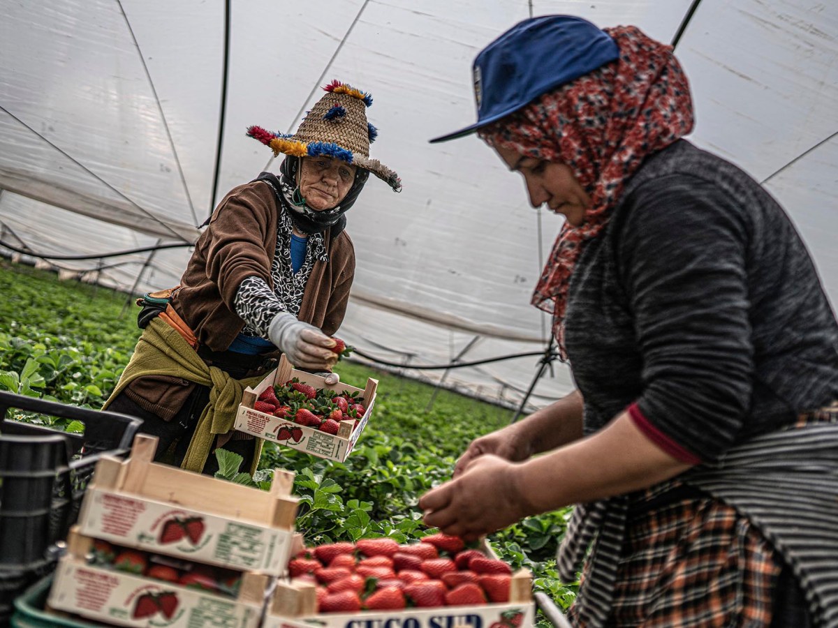 Sobreviure als camps de&nbsp;maduixa